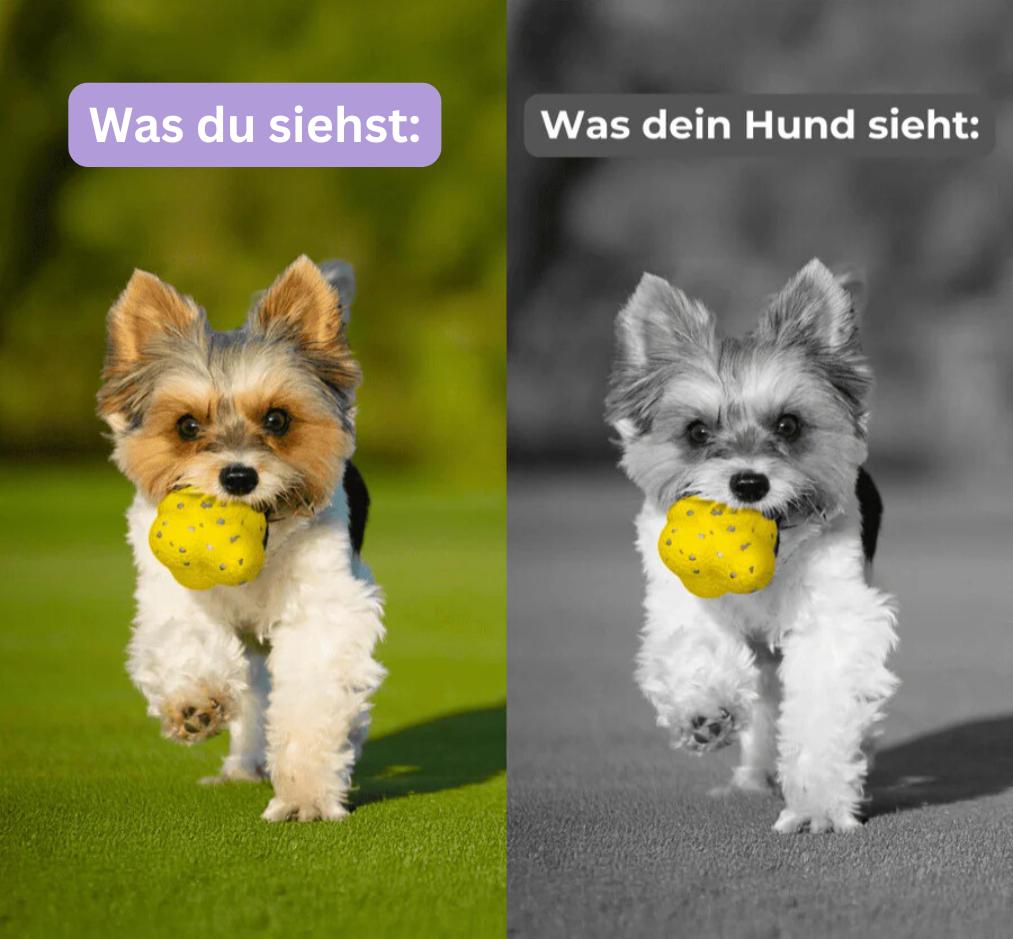 KauSpaß-Ball